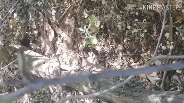 ПОСАДИЛ ТОМАТ В ЛЕСУ/ РЕЗУЛЬТАТ ЧЕРЕЗ 18 ДНЕЙ БЕЗ ПОЛИВА смотреть онлайн