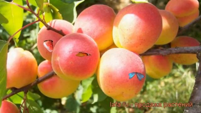 Абрикос обыкновенный Краснощекий (krasnoshchekii) ? обзор: как сажать, саженцы абрикоса Краснощекий смотреть онлайн