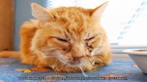 Болезни кошек: симптомы, таблица, лечение
