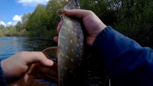 Ловля щуки в мае на вращающиеся блесна(вертушки) р.Шелонь 25.05.2017 смотреть онлайн