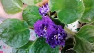 НК-Вечерняя Одесса