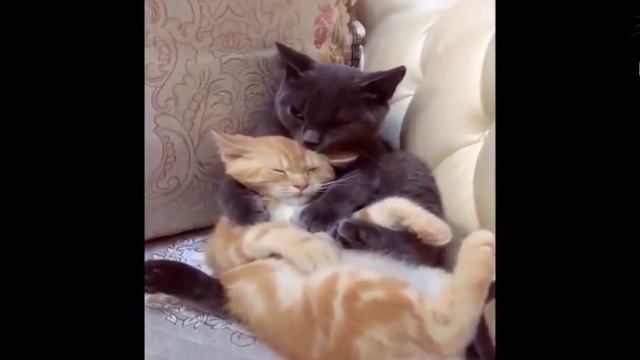 Funny СмеШные ЖивОтные до Слёз. TRY NOT TO LAUGH CHALLENGE смотреть онлайн