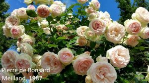 11 СОРТОВ РОЗ ШЕДЕВРОВ Красотой Которых Можно ВОСХИЩАТЬСЯ БЕСКОНЕЧНО