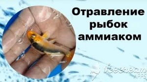 Аммиак (аммоний) в аквариуме.   Борьба и война с врагами. Разберем от А до Я