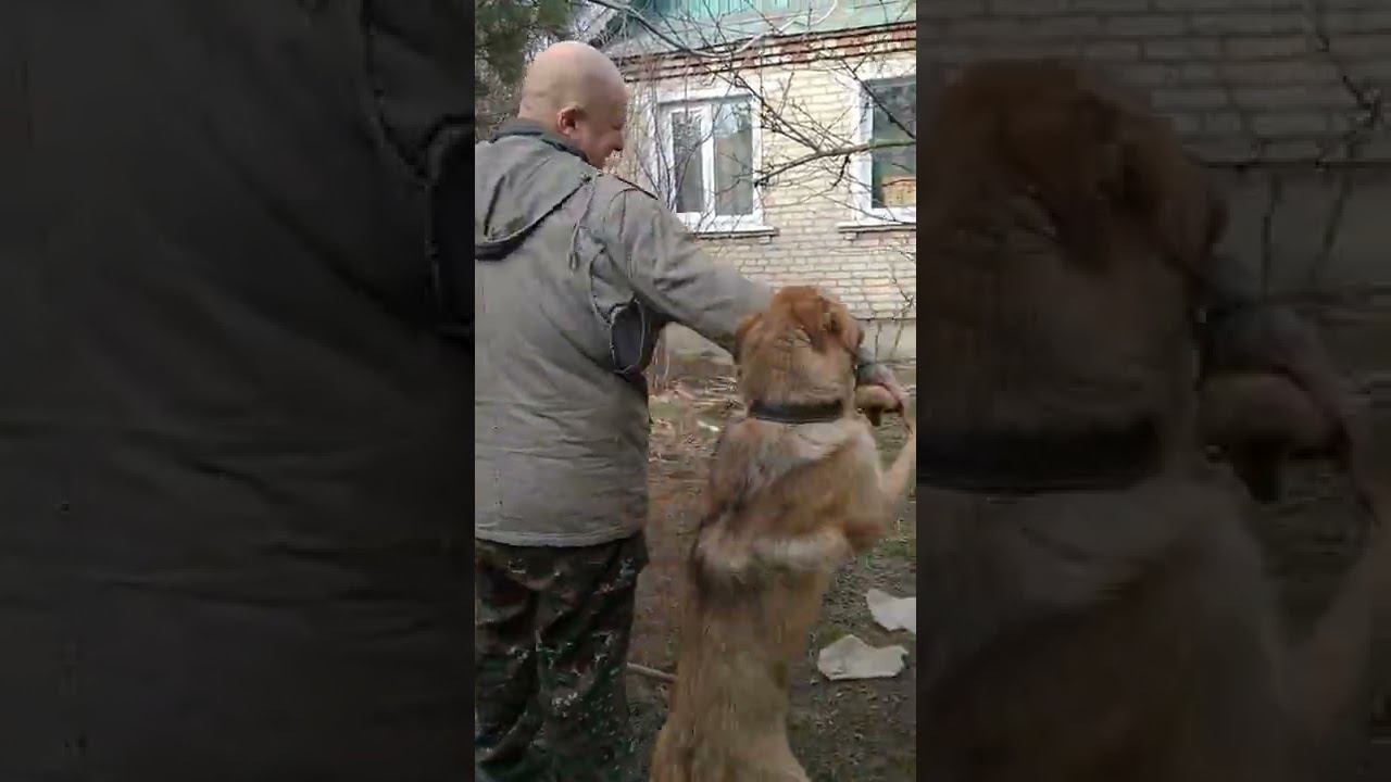 #shortsvideo #newvideo #shorts #рекомендации #youtube #followme #батя #рекс