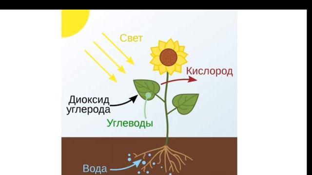 фотосинтез процесі