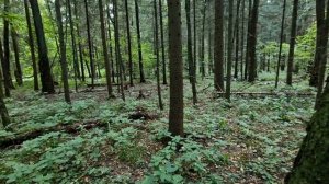 ГРИБЫ ПОДМОСКОВЬЯ 2024🍄ВОЛНА СОШЛА😱ЖДЁМ ОСЕНИ 22.08.24
