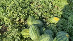 Арбуз Сенсей от компании Саката. Поздняя посадка