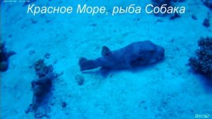 Рыба Собака