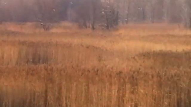 Берег Волги после снегопада.Вишня-заморозка на кусту. смотреть онлайн