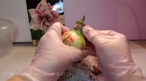 31.01.23 Новый Амариллис/Гиппеаструм махровый сорт ЭЛВАС.Обработка и посадка и поговорим.