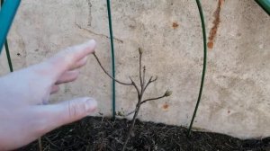 Укрываю рододендрон листопадный "Зарина"!