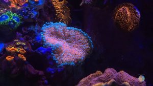 The World Wide Corals MEGA Tour & Silver Package Coral Club Unboxing