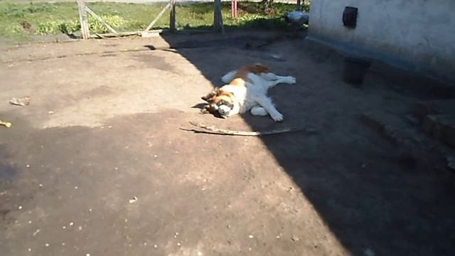 Кобель Московской сторожевой - Самсон смотреть онлайн