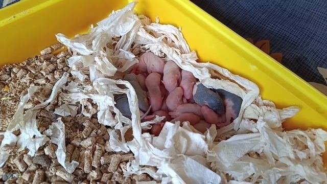 КРЫСА ВЫКАРМЛИВАЕТ ЧУЖИХ КРЫСЯТ. КРЫСЕ НЕ ПРИШЛО МОЛОКО. ЧТО ДЕЛАТЬ?