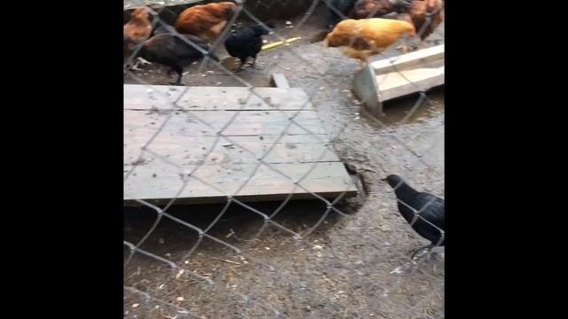 Нью - Гемпшир смотреть онлайн