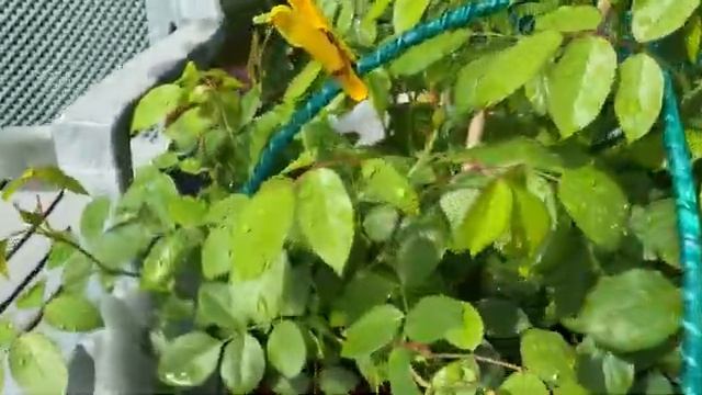 Обзор горшечного сада с розами. Роза Маритим остановилась в развитии, в чем причина?!