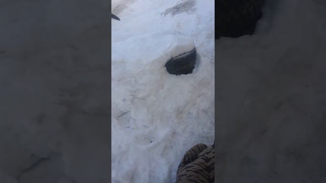 Лабрадор и тигр 🐯 смотреть онлайн