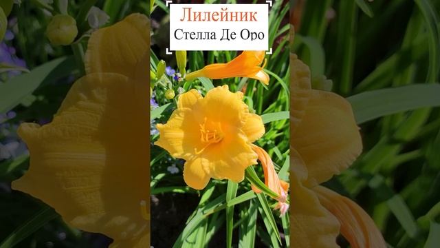 Лилейник гибридный "Стелла де Оро" (Hemerocallis Stella de Oro)