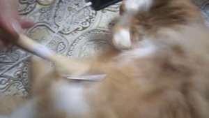 Кошку расчёсываем от колтунов