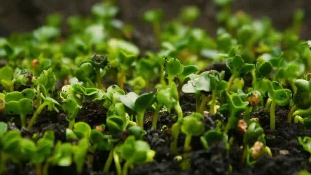 Sleepy Ecologic смотреть онлайн