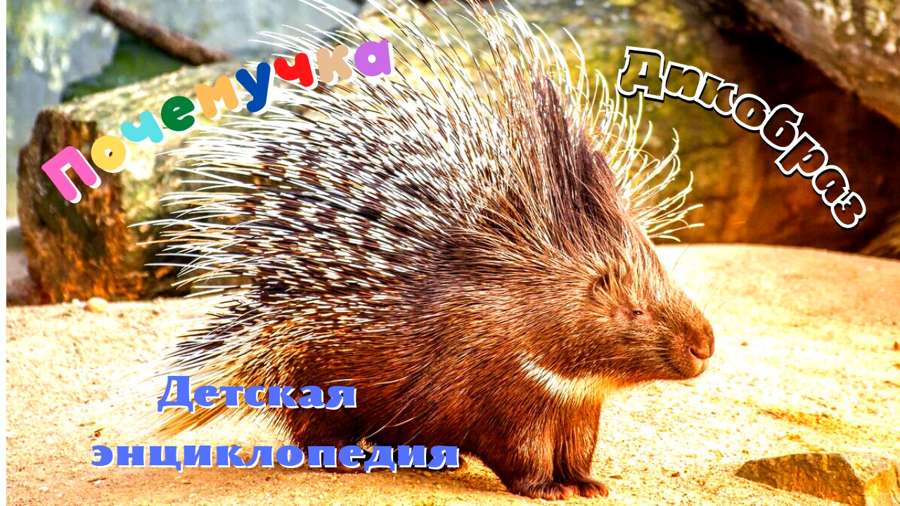 0+ Интересные факты о дикобразах. Почемучка. Детская энциклопедия.