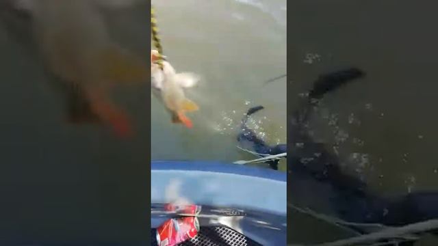 ""..17..+++.. РЫБАЛКА И САЗАН .. "" 😀😀😀 смотреть онлайн