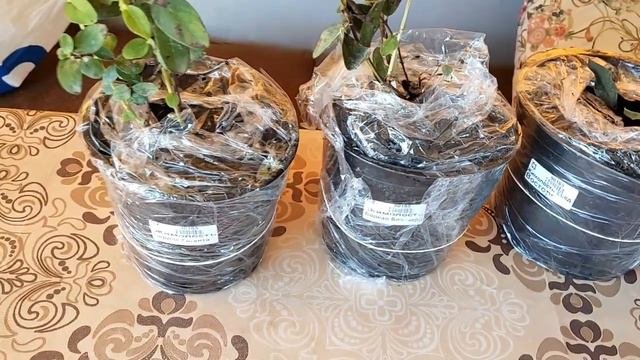 Заказ саженцев из интернет-магазина. Новые саженцы из Садко.