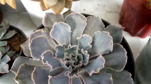 Echeveria Shaviana