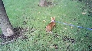 Бенгал: лазаем по деревьям