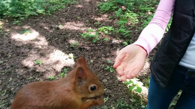 Атака белок в Нескучном саду