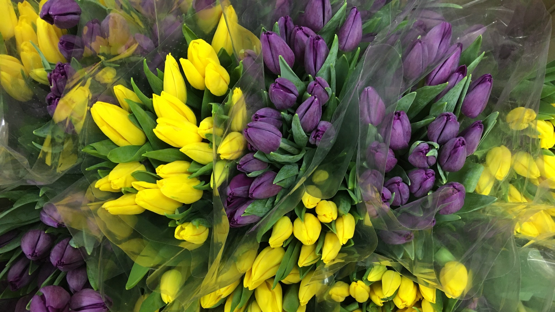 Купить Тюльпаны В Челябинске Дешево