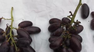Хеллоуин необходимо знать (новая гибридная форма винограда Голуба А.А.)