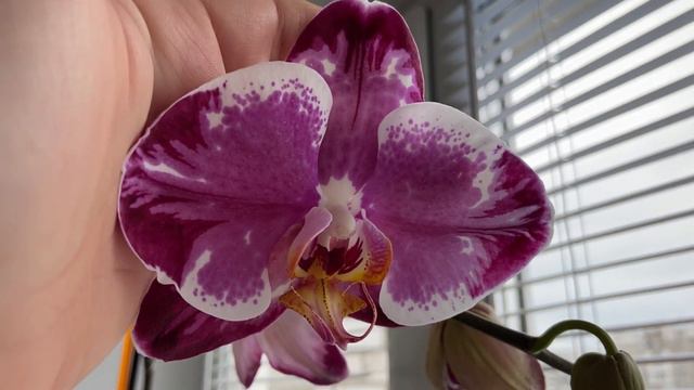 Орхидейный фейерверк. Часть 1.🌺🌸🌺 смотреть онлайн