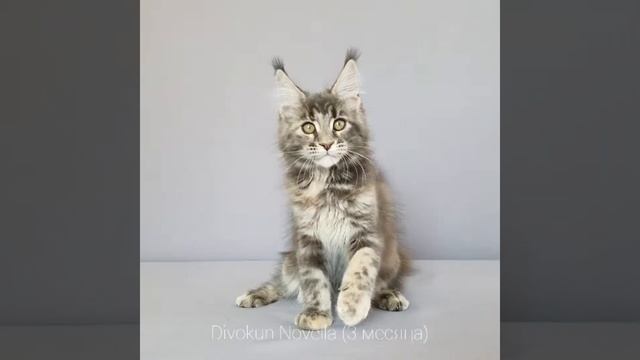 Новелла (3 месяца) Кошка мейн-кун окрас голубокремовая мраморная черепаха (MCO g22) смотреть онлайн