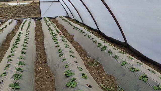 Теплицы для клубники