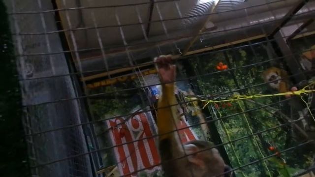 ТЦ Манеж, контактный зоопарк,г. Саратов смотреть онлайн