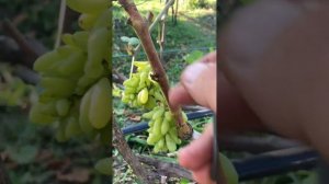 Хеллоуин виноград. Прививка хеллоуина и нормировка сигнальной грозди.