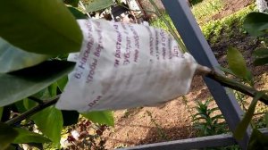 Каламондин размножение