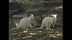 Osphranter (Macropus)  robustus - Звичайний валару – Сommon wallaroo