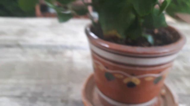 История МОЕГО КАЛАНХОЭ! ДОЛГОЖИТЕЛЬ!!!). ЭКСКЛЮЗИВ!!! смотреть онлайн