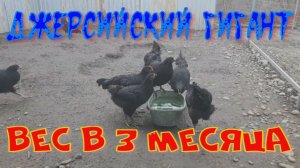 джерсийский гигант 3 месяца