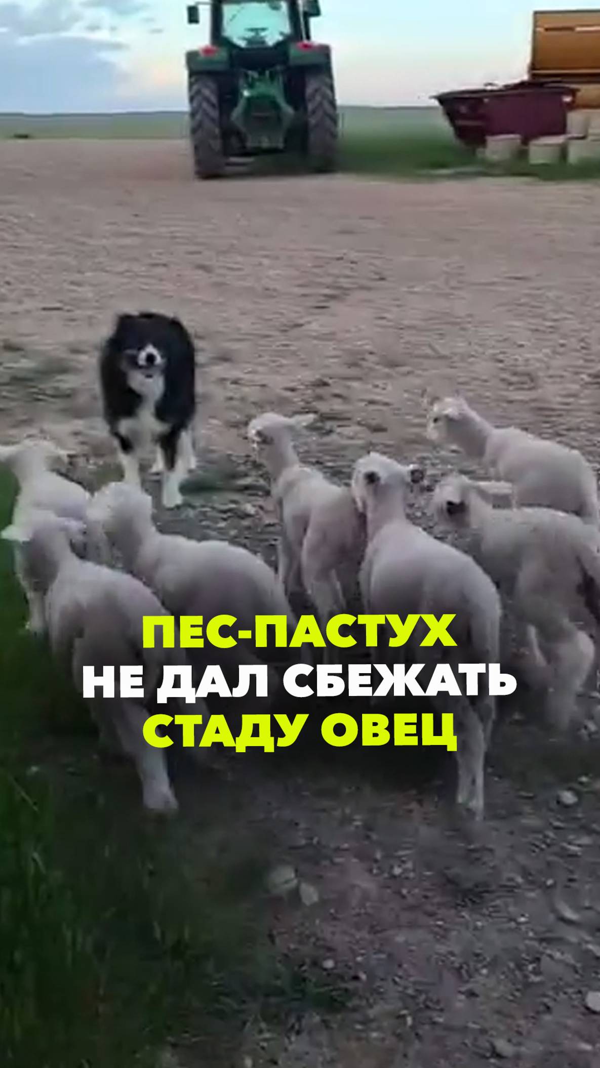 Собака-пастух сорвала побег овечьего стада