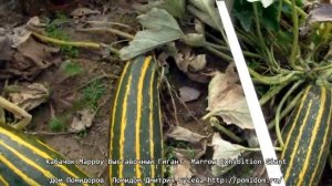 Кабачок Марроу Выставочный Гигант — Marrow Exhibition Giant. Семена Дом Помидоров — Помидом