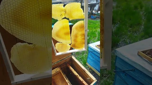 Трутневая рамка из языков смотреть онлайн