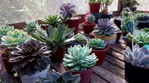 15 suculentas maravilhosas com pruina e identificação #echeveria #graptoveria #graptopetalum