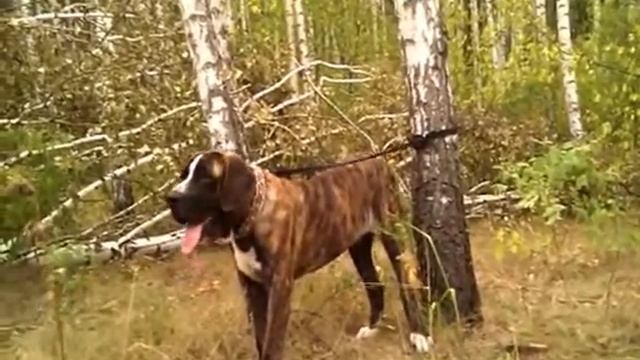 medelyan-6m3.divx смотреть онлайн