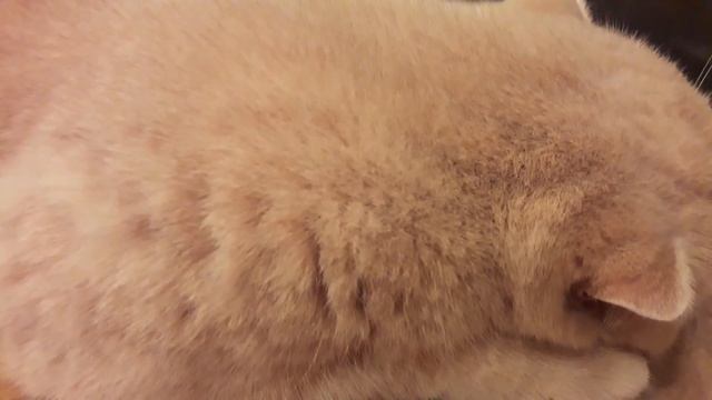 Кот Жора сопит, Очень сладко The cat sniffs Jora, Very sweet смотреть онлайн