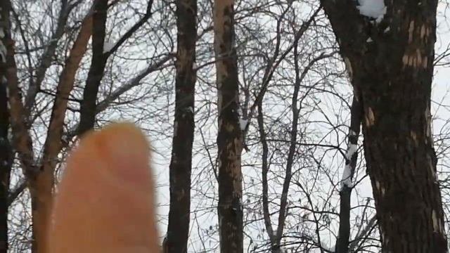 Почему наши предки ясень называли ясенем?
