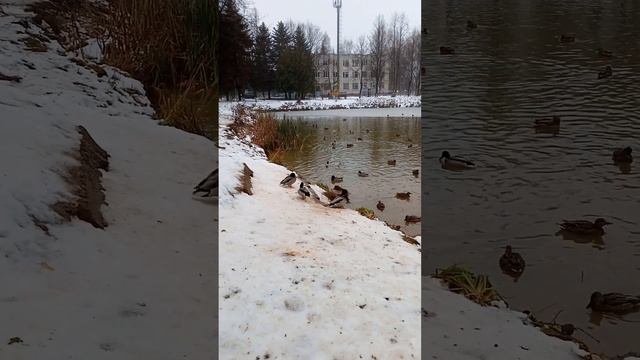 Дикие утки не торопятся на юг, они нашли небольшой прудик в черте города))). смотреть онлайн